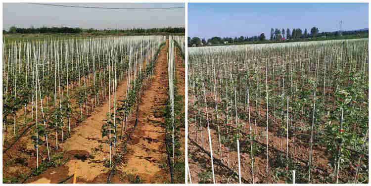 factory price  UV resistance FRP fiberglass rods for vinyard grape garden stakes
