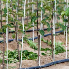 Climbing Plants FRP Supports Pole